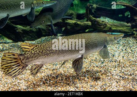 Arapaima gigas, auch pirarucu genannt, ist eine Pflanzenart aus der Gattung der arapaima native auf den Flussbecken des Amazonas. Einmal geglaubt, die einzige Art in der zu werden. Stockfoto