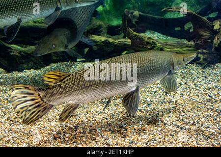 Arapaima gigas, auch pirarucu genannt, ist eine Pflanzenart aus der Gattung der arapaima native auf den Flussbecken des Amazonas. Einmal geglaubt, die einzige Art in der zu werden. Stockfoto