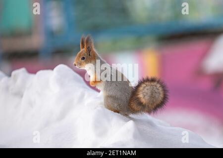 Ein Eichhörnchen sitzt im Schnee in einem Park. Stockfoto