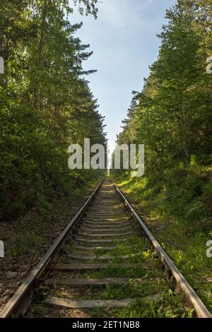 Eisenbahn zwischen Bäumen mit grünem Laub im Wald. Stockfoto