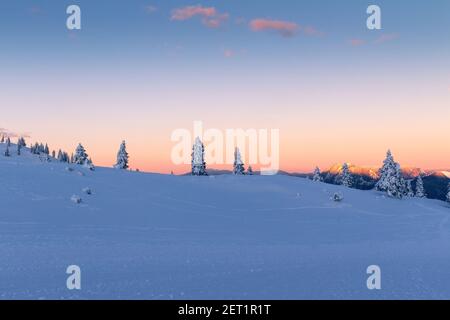 Schneebedeckte Fichten bei farbenprächtiger Winteruntergang in den Bergen. Stockfoto