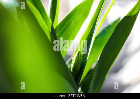 Defokussierung hellgrüne Tulpe. Sonne hellgrün Frühling Hintergrund. Geschlossene Tulpe mit geschlossener Blüte am sonnigen Frühlingstag mit grünen Blättern im Hintergrund Stockfoto