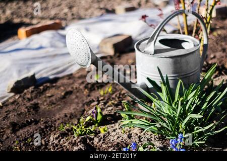 Gießkanne. Alte, rostige graue Gießkanne aus Eisen, die im Garten auf dem Boden steht. Gartenarbeit für zu Hause. Terrasse. Pflanzen und Anbauen. Frühling. Pflanzenpflege Stockfoto