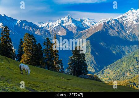 Berglandschaft mit grünem Gras, Wiesen. Himalaya Gipfel & alpine Landschaft von den Spuren des Sar Pass Trek Himalaya Region von Kasol, Himachal P Stockfoto