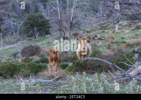 Kuh und ihr Kalb der Pajuna Rasse, in den Bergen der Sierra Nevada, Granada. Stockfoto