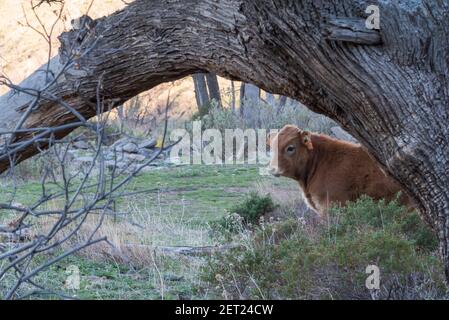 Kalb der Pajuna Rasse, in den Bergen der Sierra Nevada, Granada. Stockfoto