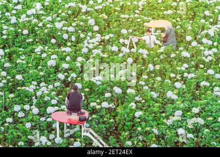 Das Paar fotografiert gerne und nimmt eine selfie unter den vielen Hydrangea-Blumen am Garden Hydrangeas in da Lat, Vietnam, auf. Stockfoto