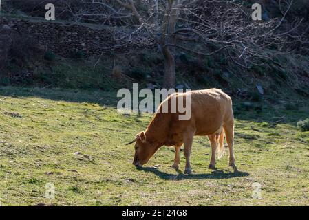 Kuh und ihr Kalb der Pajuna Rasse, in den Bergen der Sierra Nevada, Granada. Stockfoto