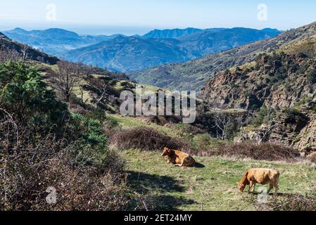 Kuh und ihr Kalb der Pajuna Rasse, in den Bergen der Sierra Nevada, Granada. Stockfoto