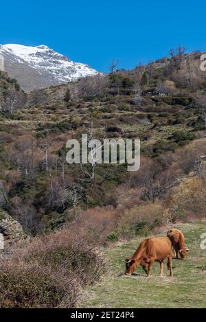 Kuh und ihr Kalb der Pajuna Rasse, in den Bergen der Sierra Nevada, Granada. Stockfoto