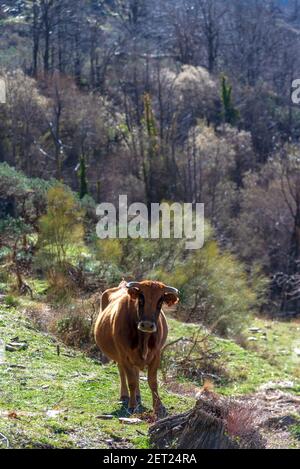 Kuh und ihr Kalb der Pajuna Rasse, in den Bergen der Sierra Nevada, Granada. Stockfoto