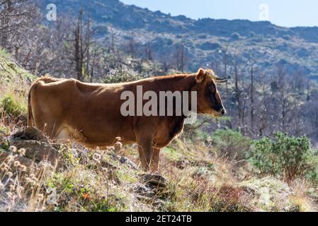 Kuh und ihr Kalb der Pajuna Rasse, in den Bergen der Sierra Nevada, Granada. Stockfoto