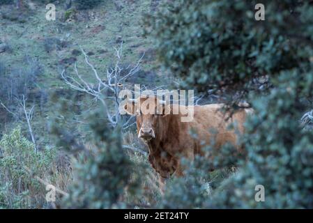 Kuh und ihr Kalb der Pajuna Rasse, in den Bergen der Sierra Nevada, Granada. Stockfoto