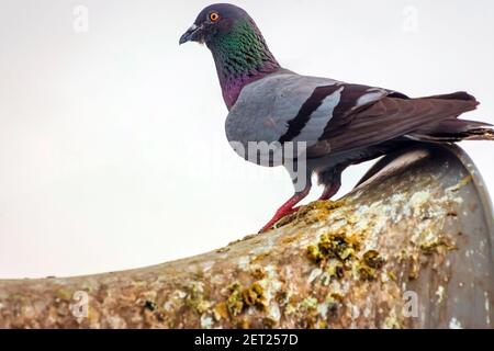 Tauben ein Nest gebaut und ruhen auf dem alten Horn Lautsprecher an das Gebäude Stange befestigt. Stockfoto