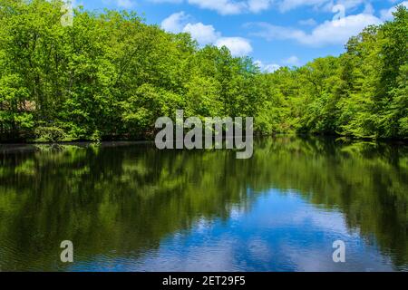 Foto eines von grünen Bäumen umgebenen Teiches im Allaire State Park im Frühling. Stockfoto