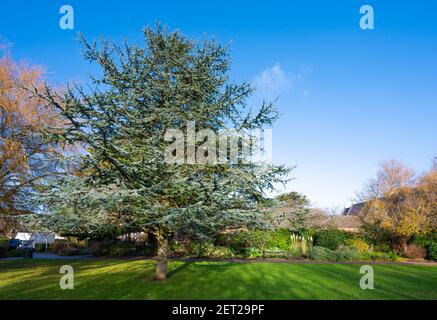 Zedernbaum, wahrscheinlich Blue Atlas Zedernbaum (Cedrus atlantica Glauca) in einem Park im Winter in Marina Gardens, Littlehampton West Sussex, England, UK. Stockfoto