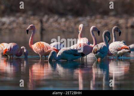 Flamingos strömen im Flug, Provinz La Pampa, Patagonien, Argentinien. Stockfoto