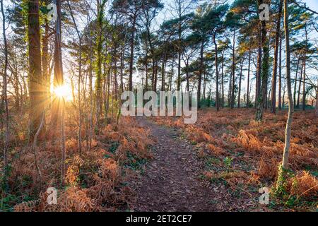 Sonnenuntergang im Wald an der Holme Lane in der Nähe von Wareham in Dorset Stockfoto