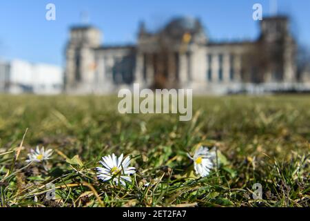 Berlin, Deutschland. März 2021, 01st. Die ersten Gänseblümchen blühen auf dem Rasen vor dem Deutschen Bundestag. Quelle: Kira Hofmann/dpa-Zentralbild/dpa/Alamy Live News Stockfoto