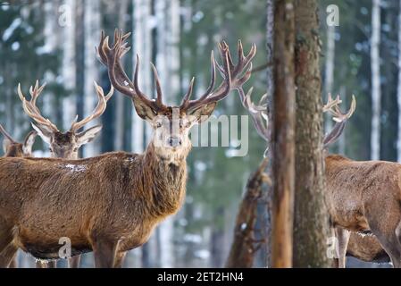 Rotwild im Winterwald. Wildtiere, Naturschutz. Hirsche in ihrer natürlichen Umgebung aufziehen. Stockfoto