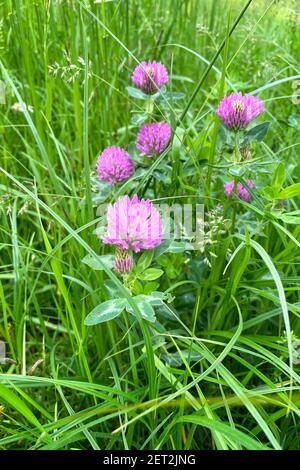 Rosa Kleeblätter Blüten mit zarten Blütenblättern. Blüte von Klee in der sonnigen Sommer-Wildwiese. Helles, schönes Feld. Stockfoto