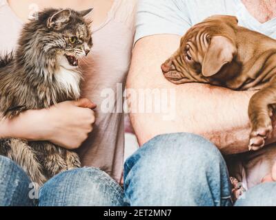 Liebenswerte, hübsche Welpen von brauner Farbe. Nahaufnahme Stockfoto