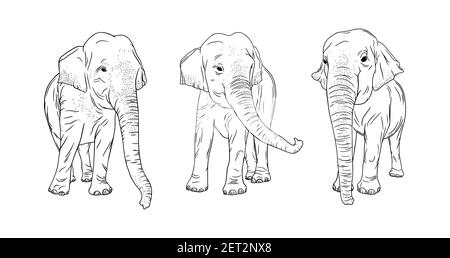 Indische Elefanten isoliert auf weißem Hintergrund. Eingravierte Thailand Elefanten Set. Skizzenvektordarstellung Stock Vektor