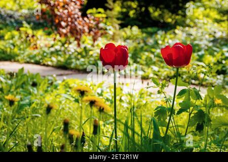 Rote Tulpen blühen im Garten. Schöner Naturhintergrund im Frühling an einem sonnigen Tag Stockfoto