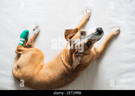 Hund mit verwundeten Bein in Bondage schaut in die Kamera. Tiergesundheit, Verletzungen, Tierpflege, direkt über dem Bild Stockfoto