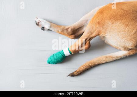 Hundepfote in einem Verband, Nahaufnahme. Verwundete Haustiere, Trauma, verletztes Bein eines Welpen, tierärztliche Konzepte Stockfoto