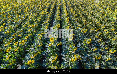 Drohnenansicht eines Sonnenblumenfeldes im Loire-Tal Chinon Frankreich Stockfoto