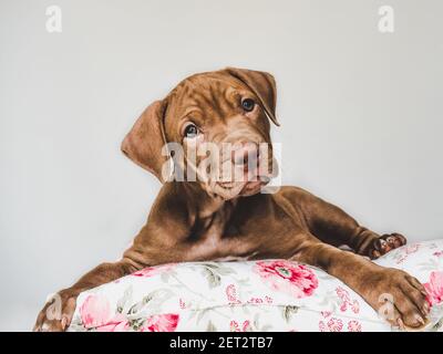 Liebenswerte, hübsche Welpen von brauner Farbe. Nahaufnahme Stockfoto