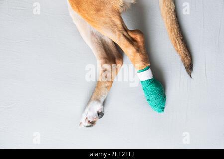 Hundepfoten in einem Verband, Nahaufnahme. Verwundete Haustiere, Trauma, verletztes Bein eines Welpen, tierärztliche Konzepte Stockfoto