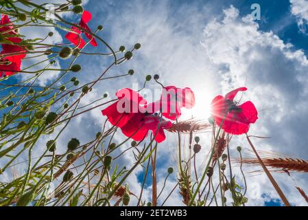 Kreative Nahaufnahme von Mohnblumen mit dem Himmel auf Hintergrund Stockfoto
