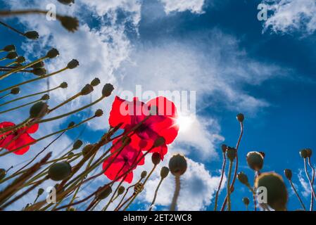 Kreative Nahaufnahme von Mohnblumen mit dem Himmel auf Hintergrund Stockfoto