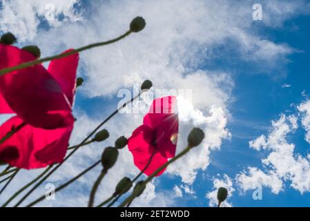 Kreative Nahaufnahme von Mohnblumen mit dem Himmel auf Hintergrund Stockfoto