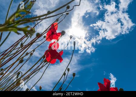 Kreative Nahaufnahme von Mohnblumen mit dem Himmel auf Hintergrund Stockfoto