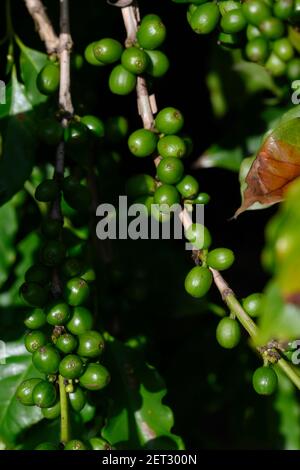 Kaffeebohnen auf einer Pflanze, Jaques Coffee Plantation, Queensland, Australien Stockfoto