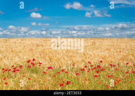 Schöne Aussicht auf ein Weizenfeld mit bunten Mohnblumen bedeckt Stockfoto