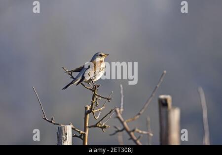 Feldfare (Turdus pilaris) in einem Obstgarten im Winter. Kent, Großbritannien Stockfoto