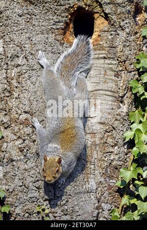 Graues Eichhörnchen (Ostgraues Eichhörnchen / Graues Eichhörnchen) Sciurus carolinensis - klammert sich als Baum an, nachdem er aus seinem Loch (oben) hervorgegangen ist. Kent, Großbritannien Stockfoto