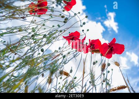Kreative Nahaufnahme von Mohnblumen mit dem Himmel auf Hintergrund Stockfoto