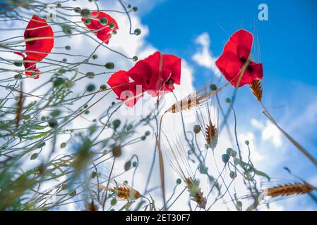 Kreative Nahaufnahme von Mohnblumen mit dem Himmel auf Hintergrund Stockfoto
