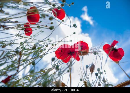 Kreative Nahaufnahme von Mohnblumen mit dem Himmel auf Hintergrund Stockfoto