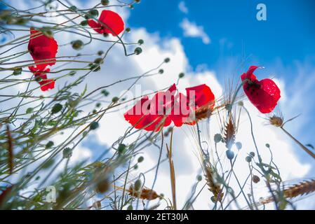 Kreative Nahaufnahme von Mohnblumen mit dem Himmel auf Hintergrund Stockfoto