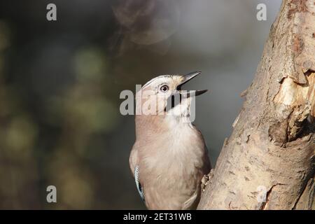 Jay - Acorns sammeln im Herbst Garrulus glandarius Lea Valley Park Herts, UK BI006767 Stockfoto