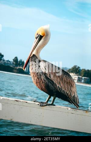 Ein Pelikan, der auf dem Pier in Santa Cruz, Kalifornien, USA, steht Stockfoto