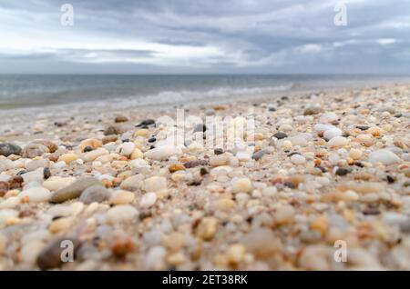 Nahaufnahme der Muscheln am Strand in Long Island New York Stockfoto