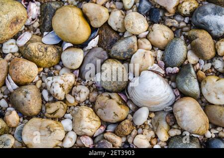 Nahaufnahme der Muscheln am Strand in Long Island New York Stockfoto