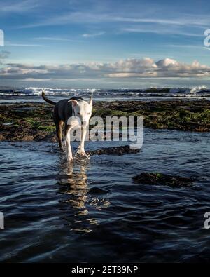 Zeigermix Hund läuft im Meer, Pleasure Point, Kalifornien, USA Stockfoto